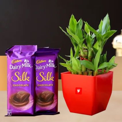 Bamboo In Pot & Cadbury Chocolates