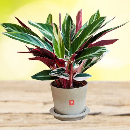 Calathea Triostar - Plant