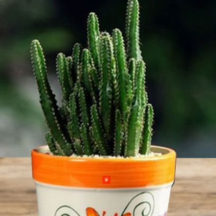 Cactus - Plant