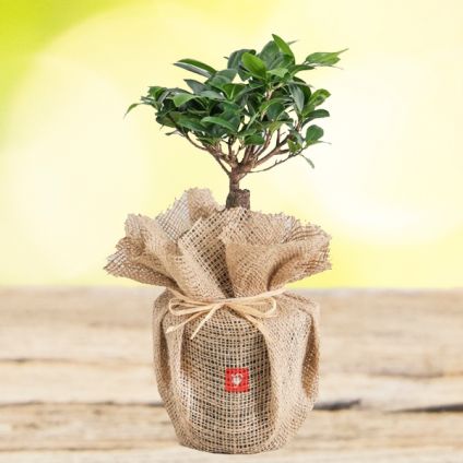 Ficus Bonsai Plant