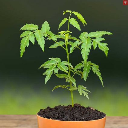 Neem plant