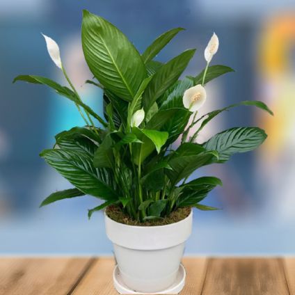 Peace Lily