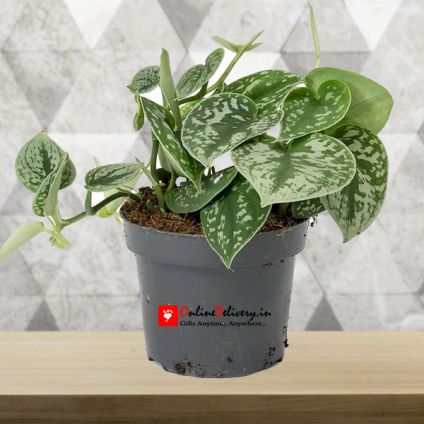 Plant Pothos Brown Planter