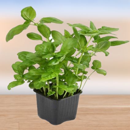 Potted Basil Plant