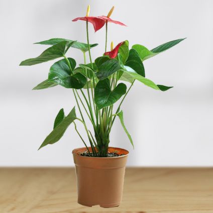 Red Anthurium Plant