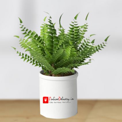 Boston Fern Plant