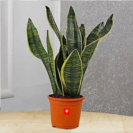 Sansevieria Plant