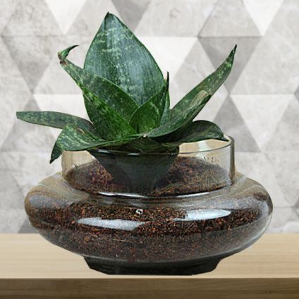 Sansevieria Trifasciata Plant