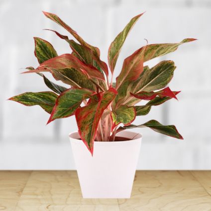 Snowy Lite Red Aglaonema Plant