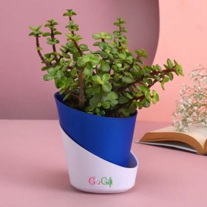 Jade Plant With Self Watering Pot