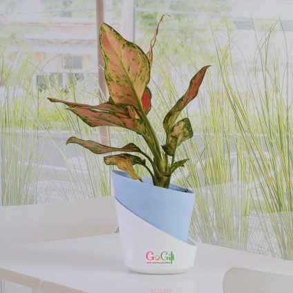 Aglaonema Plant with self watering pot