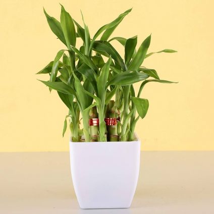 Plant Bamboos in vase Plant Bamboos in vase