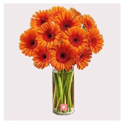 Orange Gerberas in Vase