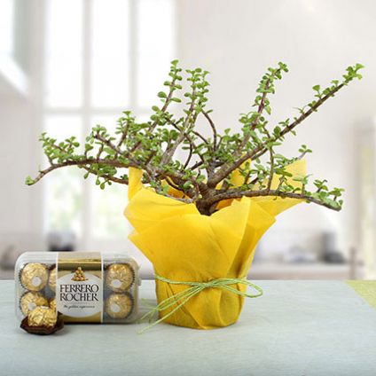 Ferrero top rocher plant