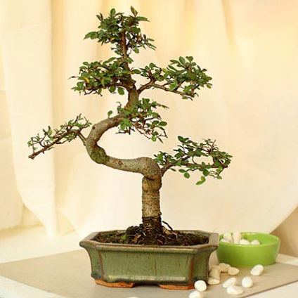 Elm 'S' Shape Bonsai Plant