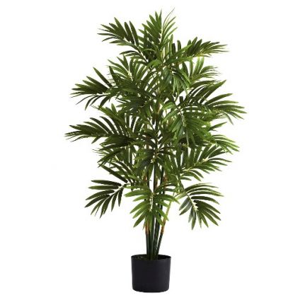 Refresh Areca Palm