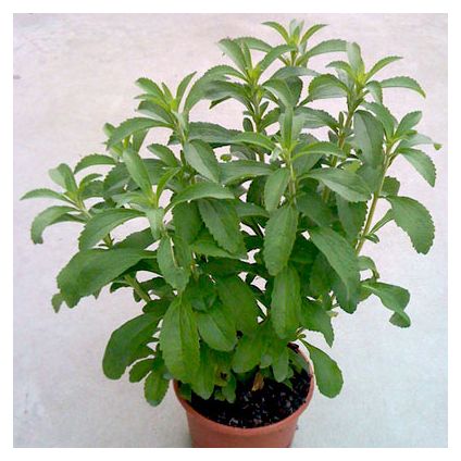 Stevia Plant|Honey Leaf Plant