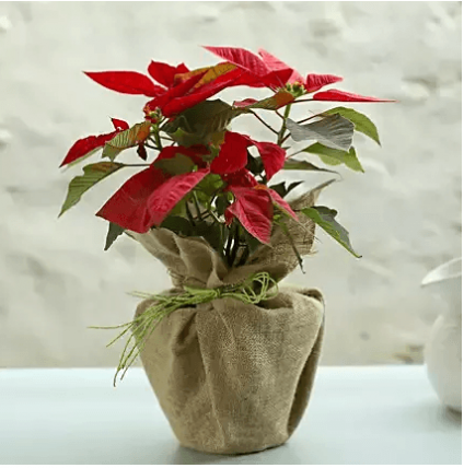 Red poinsettia plant