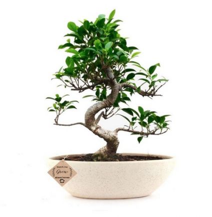 Ficus Bonsai Plant