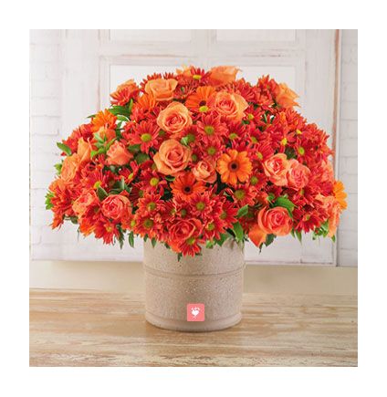 Orange Sprays,25 gerberas and 25 roses