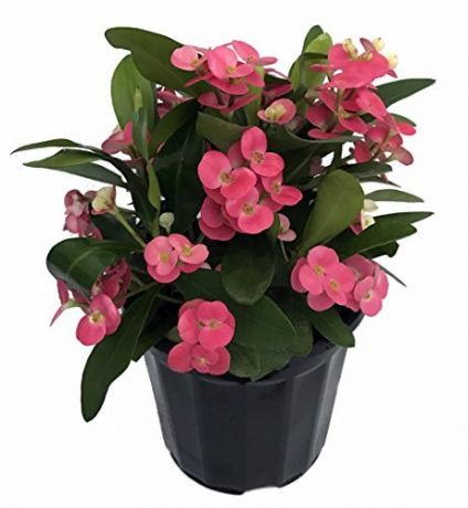 Pink Crown of Thorns Plant