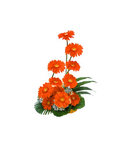 Basket arangement of 12 Gerberas,