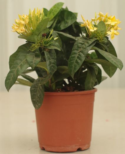 Yellow Ixora plant