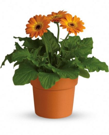 Orange Gerberas plant