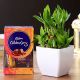 Bamboo Plant & Cadbury Celebrations