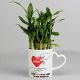 Lucky Bamboo Plant with Dairy Milk Silk